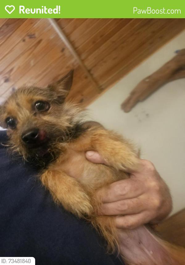 Reunited Unknown Dog last seen Rollins rd, Granbury, TX 76049