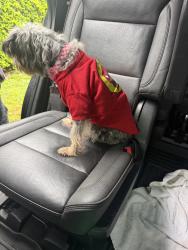 Found/Stray Female Dog last seen Petrell dr, Jacksonville, FL 32222