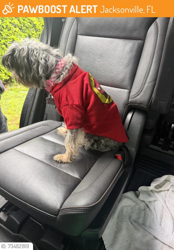 Found/Stray Female Dog last seen Petrell dr, Jacksonville, FL 32222