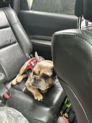 Lost Male Dog last seen Camerons Way and Fairview Rd, Covington, GA 30016