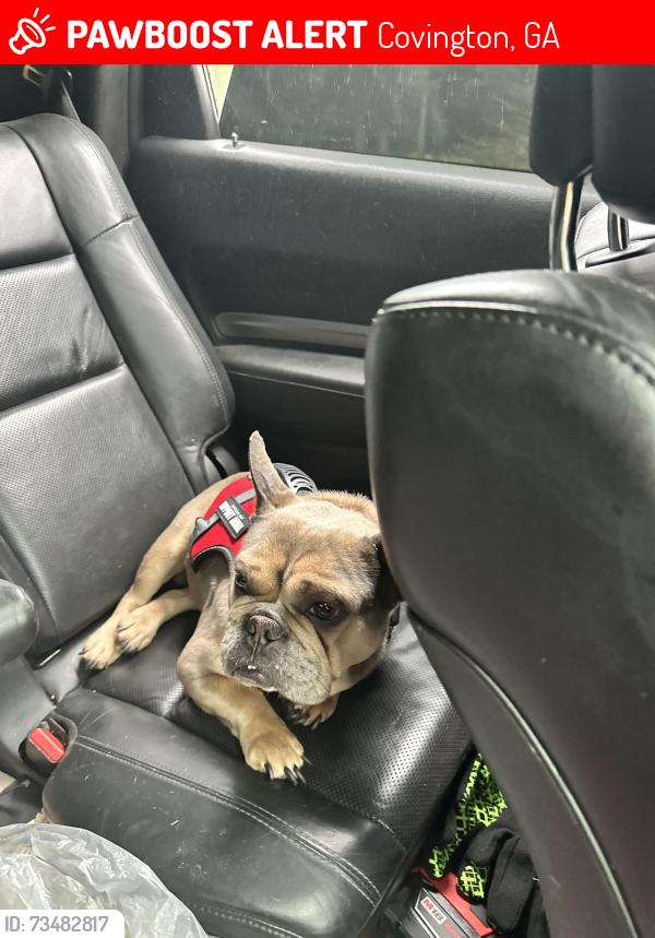 Lost Male Dog last seen Camerons Way and Fairview Rd, Covington, GA 30016