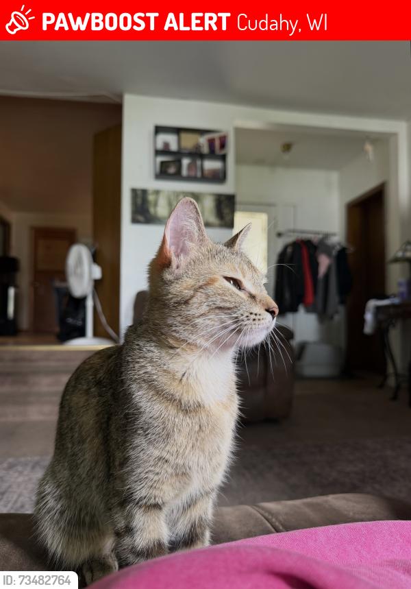 Lost Female Cat last seen N/A, Cudahy, WI 53110