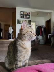 Lost Female Cat last seen N/A, Cudahy, WI 53110