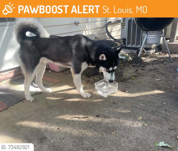 Found/Stray Female Dog last seen Southwest and brannon, St. Louis, MO 63139