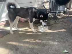 Found/Stray Female Dog last seen Southwest and brannon, St. Louis, MO 63139