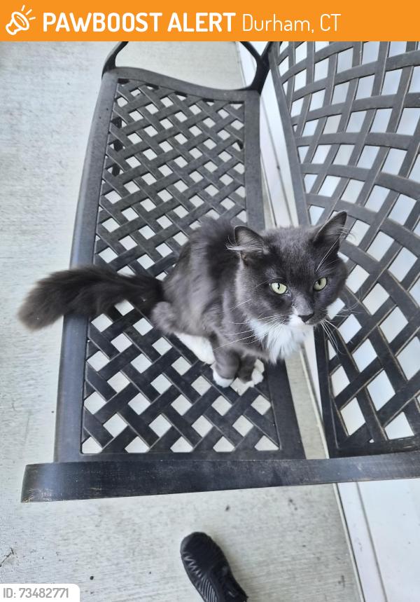 Found/Stray Unknown Cat last seen Durjsm Equestrian / Trinity Hill Dr, Durham, CT 06422