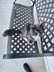 Found/Stray Unknown Cat last seen Durjsm Equestrian / Trinity Hill Dr, Durham, CT 06422