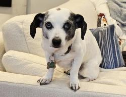Reunited Female Dog last seen NW 106TH & NW 35TH in Felida, Felida, WA 98685