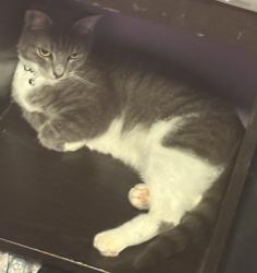 Reunited Female Cat last seen Ashton village, Cumberland, RI 02864