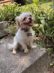 Reunited Female Dog last seen Orange and payne, Saint Paul, MN 55106