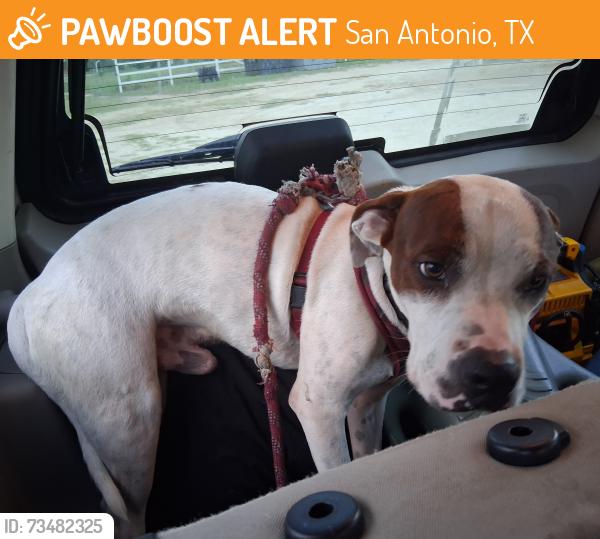 Found/Stray Male Dog last seen VFW Post 8541/Clayton Homes, San Antonio, TX 78218