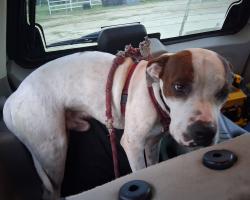 Found/Stray Male Dog last seen VFW Post 8541/Clayton Homes, San Antonio, TX 78218