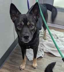 Shelter Stray Female Dog last seen Armstrong Street, San Diego, CA, 92111, 5500 Gaines St, San Diego, CA 92110, USA