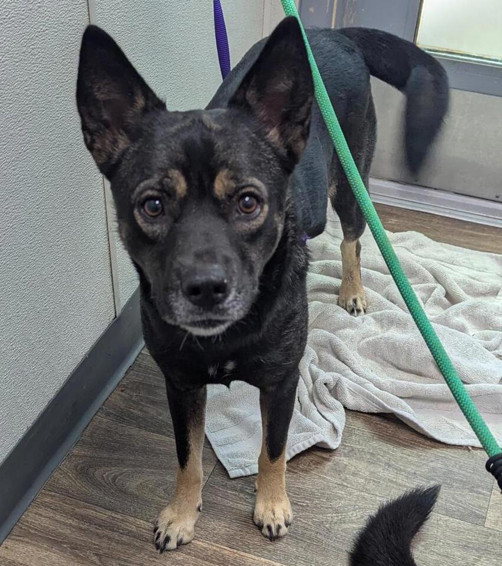 Shelter Stray Female Dog last seen Armstrong Street, San Diego, CA, 92111, 5500 Gaines St, San Diego, CA 92110, USA
