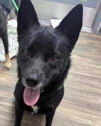 Shelter Stray Female Dog last seen Armstrong Street, San Diego, CA, 92111, 5500 Gaines St, San Diego, CA 92110, USA