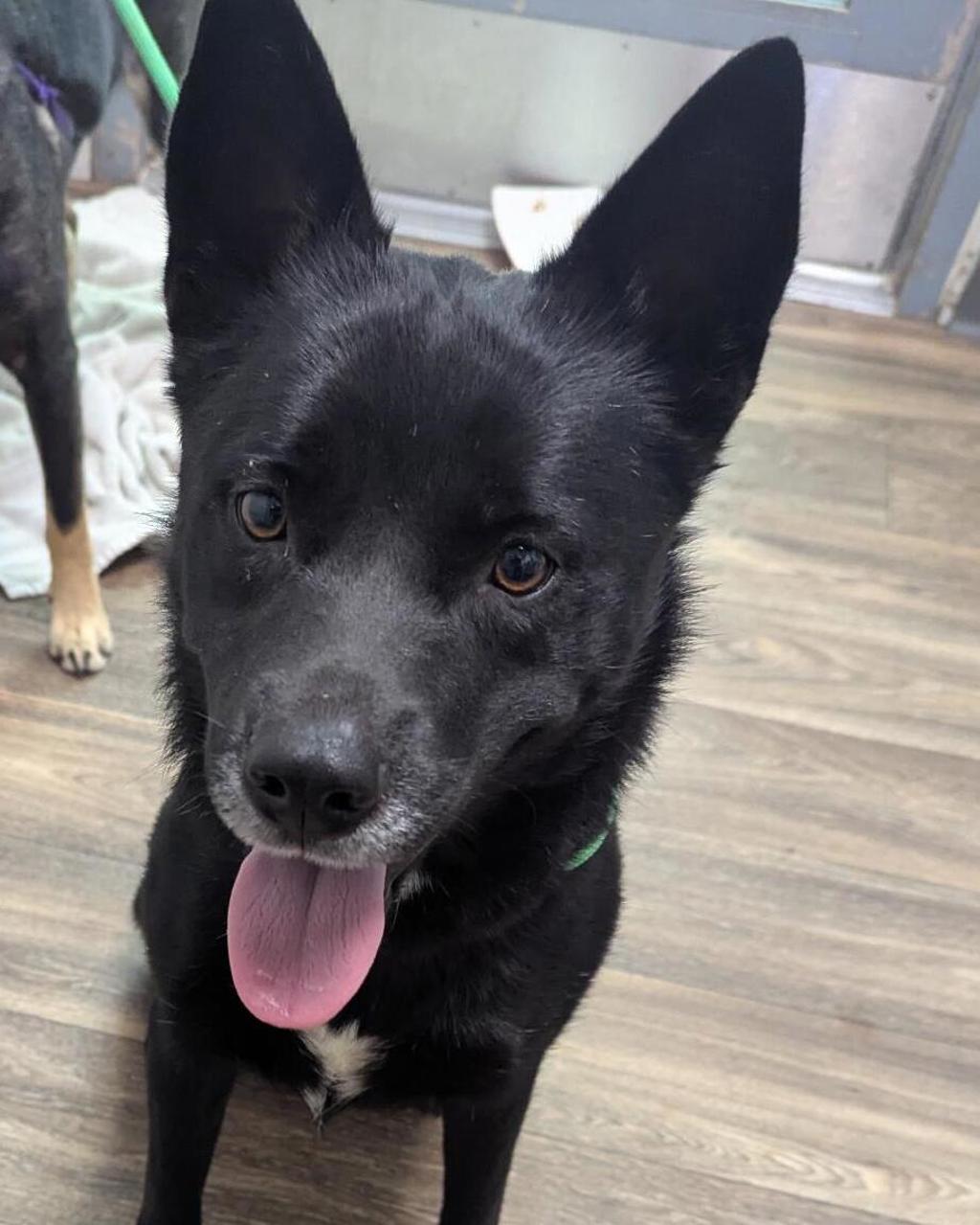 Shelter Stray Female Dog last seen Armstrong Street, San Diego, CA, 92111, 5500 Gaines St, San Diego, CA 92110, USA