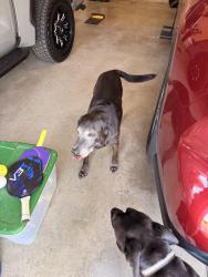 Reunited Male Dog last seen Burnette and South Mount Juliet Road, Mt. Juliet, TN 37122