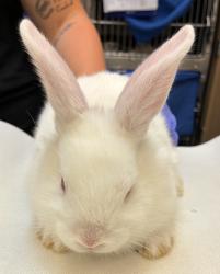 Shelter Stray Female Rabbit last seen MCAS, TROUTDALE, OR, 97060, 1700 W Historic Columbia River Hwy, Troutdale, OR 97060, USA