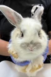 Shelter Stray Female Rabbit last seen MCAS, TROUTDALE, OR, 97060, 1700 W Historic Columbia River Hwy, Troutdale, OR 97060, USA