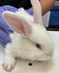 Shelter Stray Female Rabbit last seen MCAS, TROUTDALE, OR, 97060, 1700 W Historic Columbia River Hwy, Troutdale, OR 97060, USA