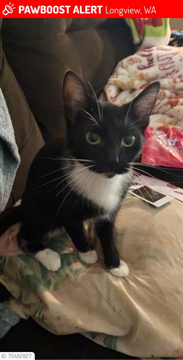 Lost Female Cat last seen oak st, Longview, WA 98632