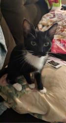 Lost Female Cat last seen oak st, Longview, WA 98632