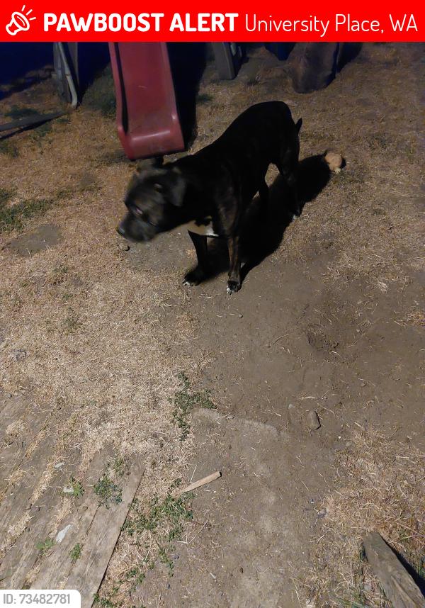 Lost Male Dog last seen Grandview, University Place, WA 98466