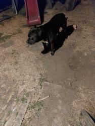 Lost Male Dog last seen Grandview, University Place, WA 98466