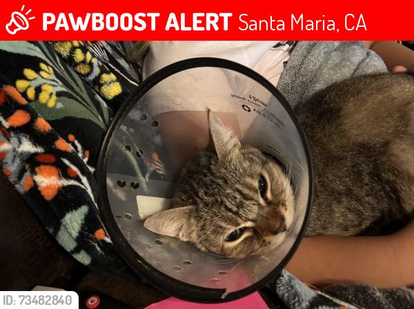 Lost Female Cat last seen Tunnel/College, Santa Maria, CA 93454