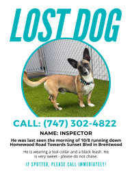 Reunited Male Dog last seen Homewood Road and Sunset Blvd, Los Angeles, CA 90049