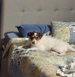 Reunited Male Dog last seen Whytecliff Way and Hwy 19, Sun Prairie, WI 53590