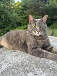 Reunited Male Cat last seen Mount Philo Road, 0.25 mile south of mount philo inn, Charlotte, VT 05445