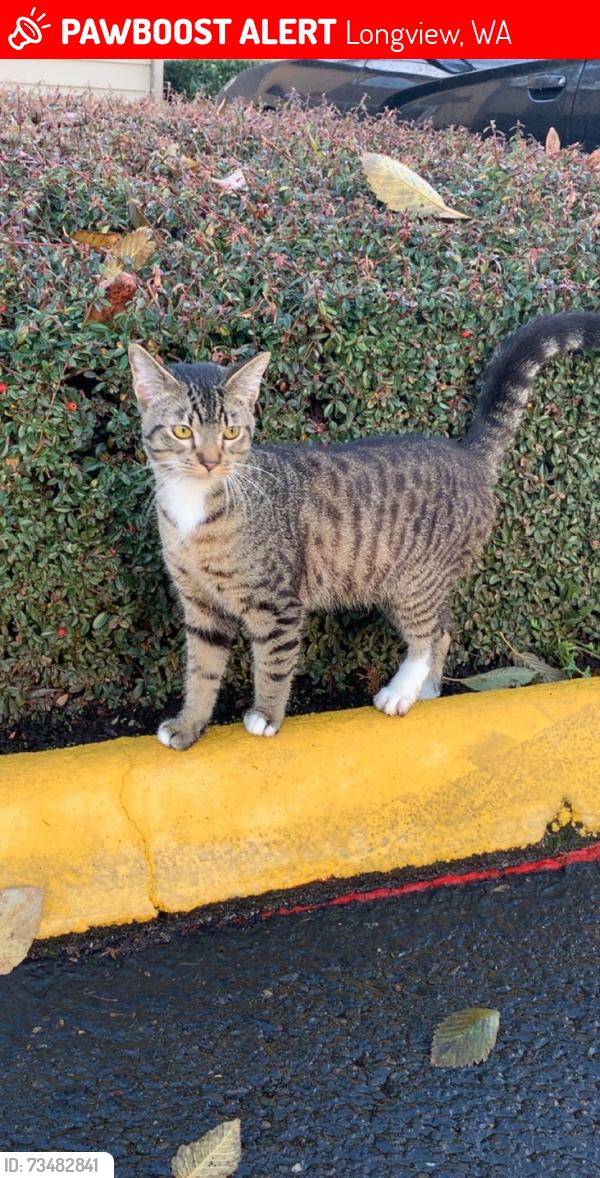 Lost Male Cat last seen Oak st, Longview, WA 98632