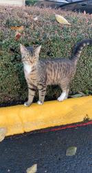 Lost Male Cat last seen Oak st, Longview, WA 98632