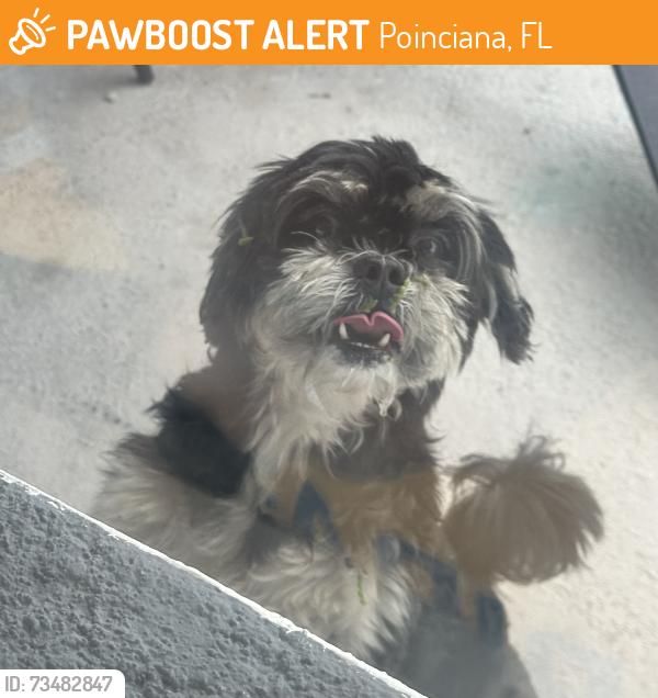Found/Stray Male Dog last seen Mullet rd and minnow ct poinciana florida, Poinciana, FL 34759