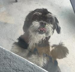 Found/Stray Male Dog last seen Mullet rd and minnow ct poinciana florida, Poinciana, FL 34759