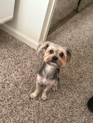 Lost Male Dog last seen Powhatan pkwy, Hampton, VA 23661