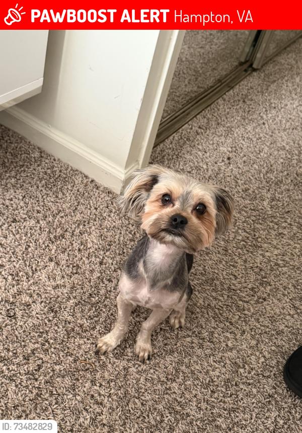 Lost Male Dog last seen Powhatan pkwy, Hampton, VA 23661