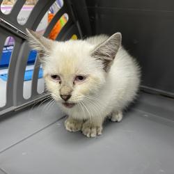 Shelter Stray Female Cat last seen , 3100 Deats Rd, Dickinson, TX 77539, USA