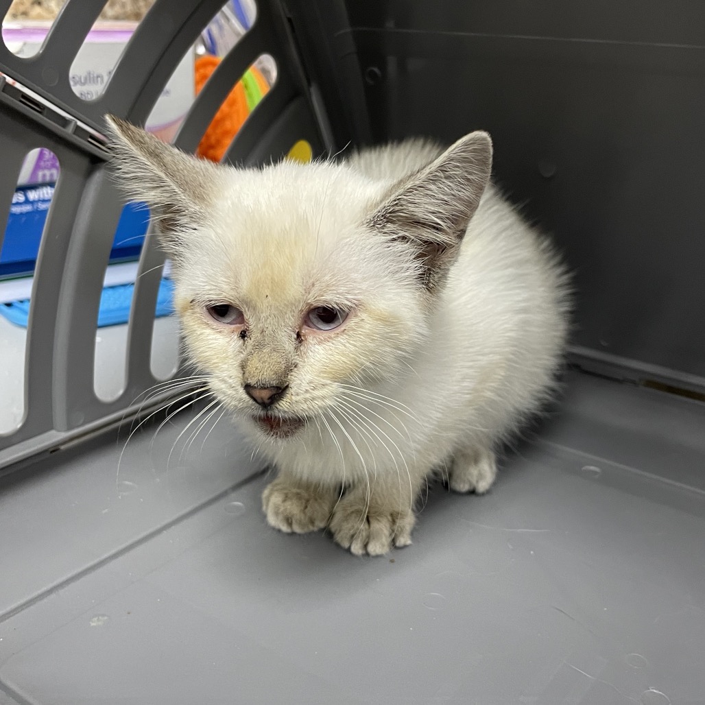 Shelter Stray Female Cat last seen , 3100 Deats Rd, Dickinson, TX 77539, USA