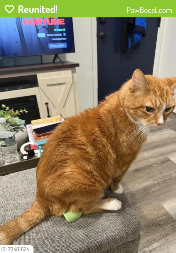 Reunited Male Cat last seen St. Mary Cemetery, Bellmawr, NJ 08031