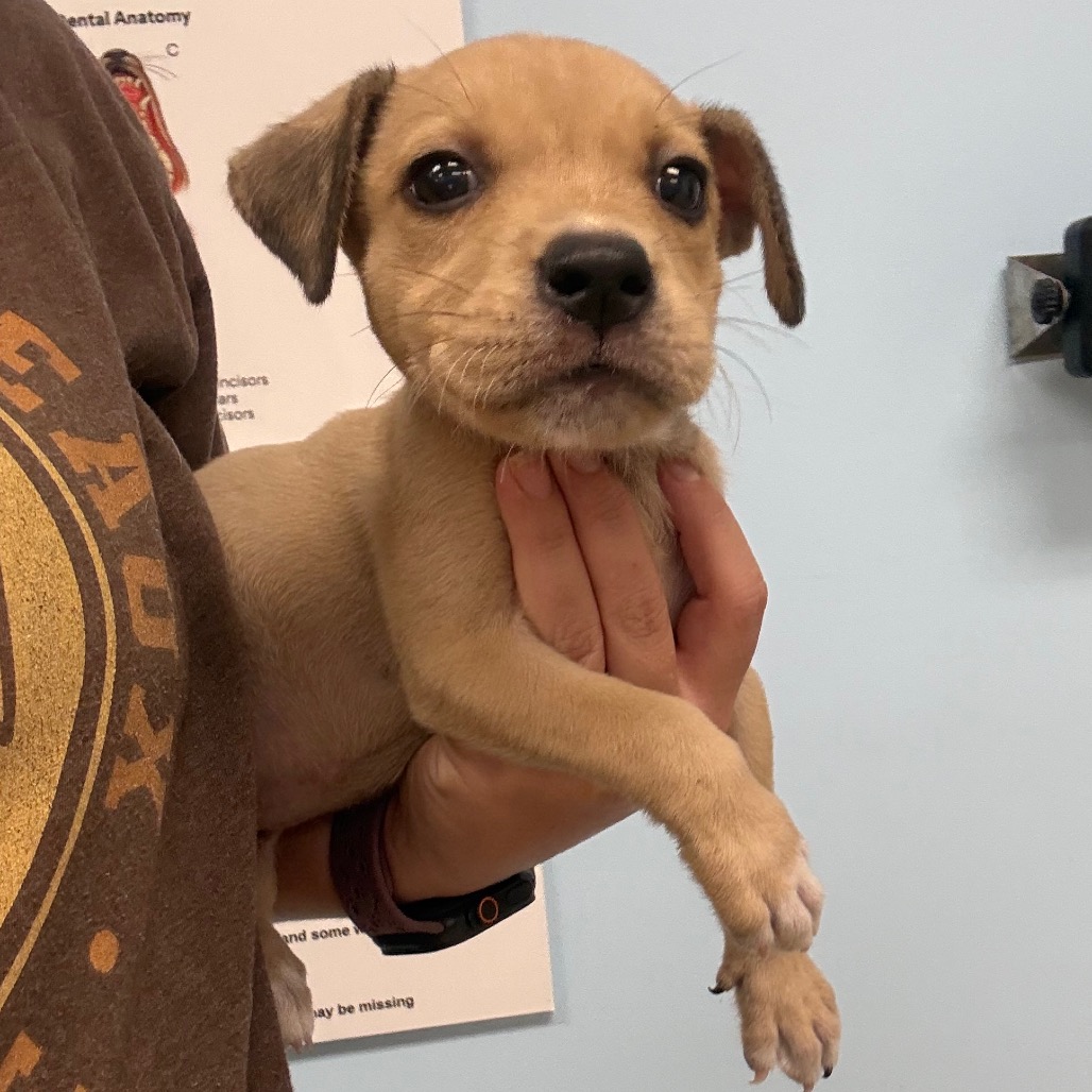 Shelter Stray Female Dog last seen , 901 N Haverty St, Pine Bluff, AR 71601, USA