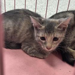 Shelter Stray Female Cat last seen , 244 Georgetown Rd, Jacksonville, NC 28540, USA