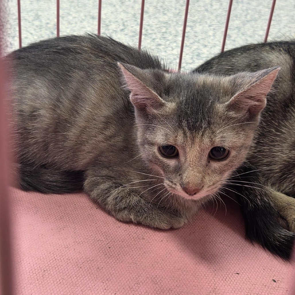 Shelter Stray Female Cat last seen , 244 Georgetown Rd, Jacksonville, NC 28540, USA