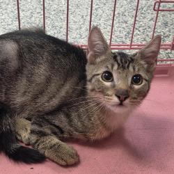 Shelter Stray Male Cat last seen , 244 Georgetown Rd, Jacksonville, NC 28540, USA