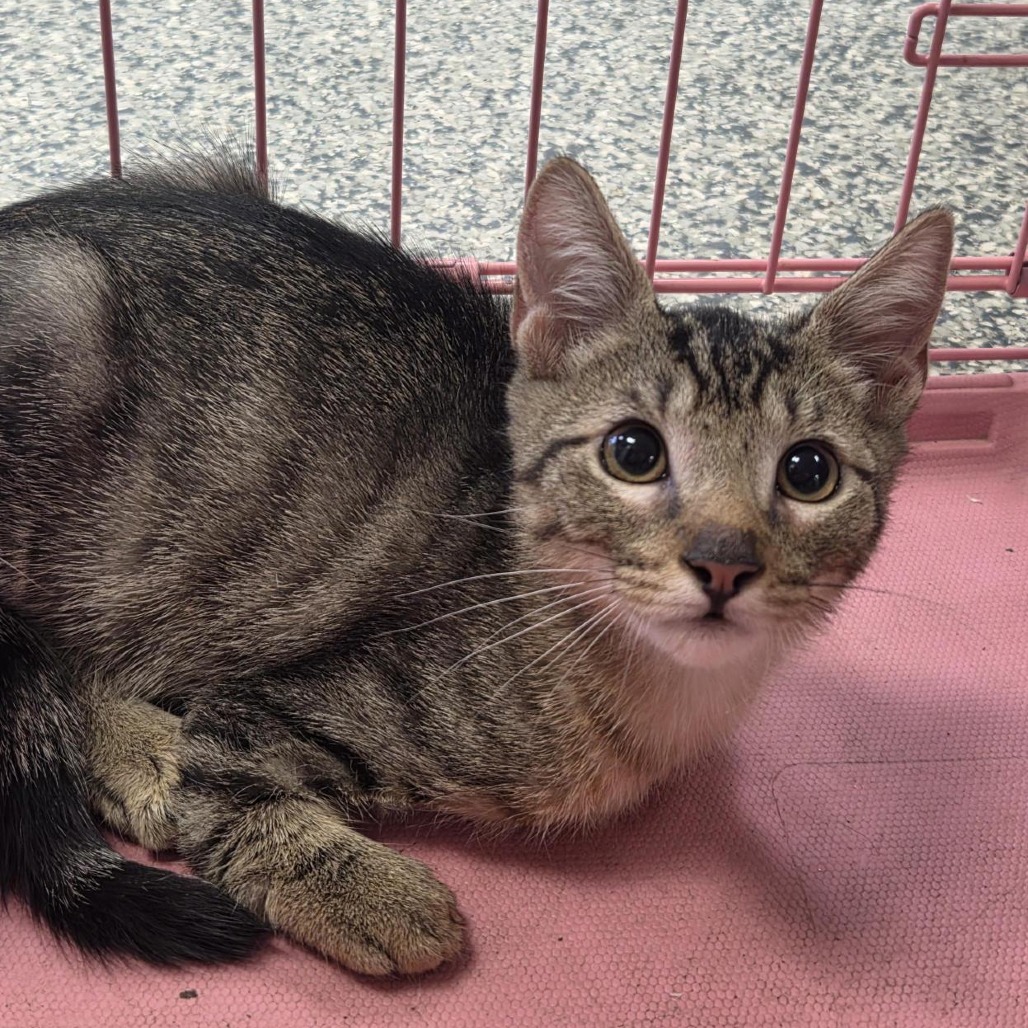 Shelter Stray Male Cat last seen , 244 Georgetown Rd, Jacksonville, NC 28540, USA