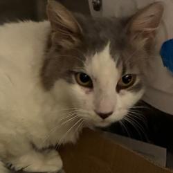 Shelter Stray Unknown Cat last seen , 1013 Garfield St, Oak Park, IL 60304, USA