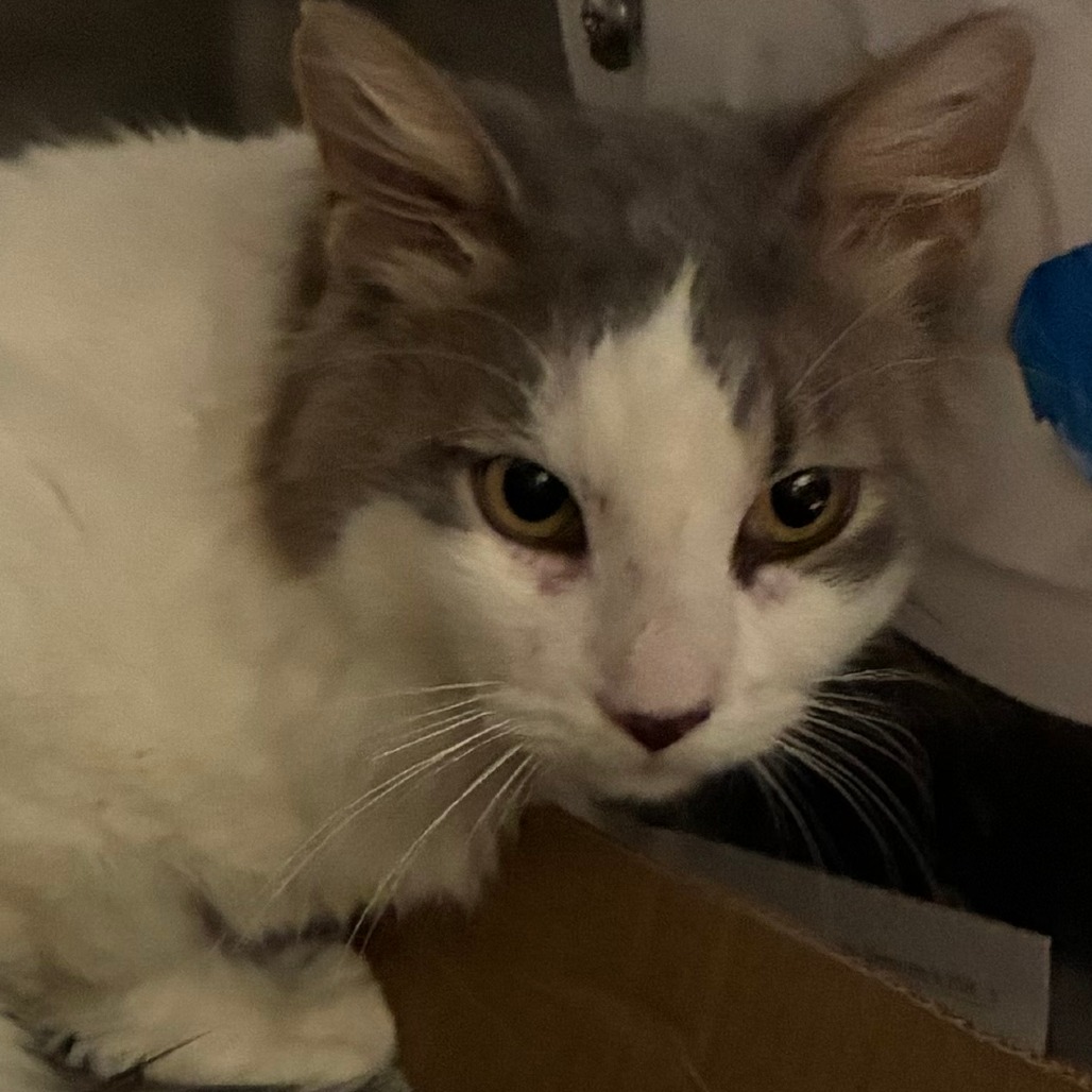 Shelter Stray Unknown Cat last seen , 1013 Garfield St, Oak Park, IL 60304, USA