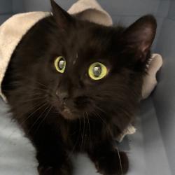 Shelter Stray Female Cat last seen , 1013 Garfield St, Oak Park, IL 60304, USA