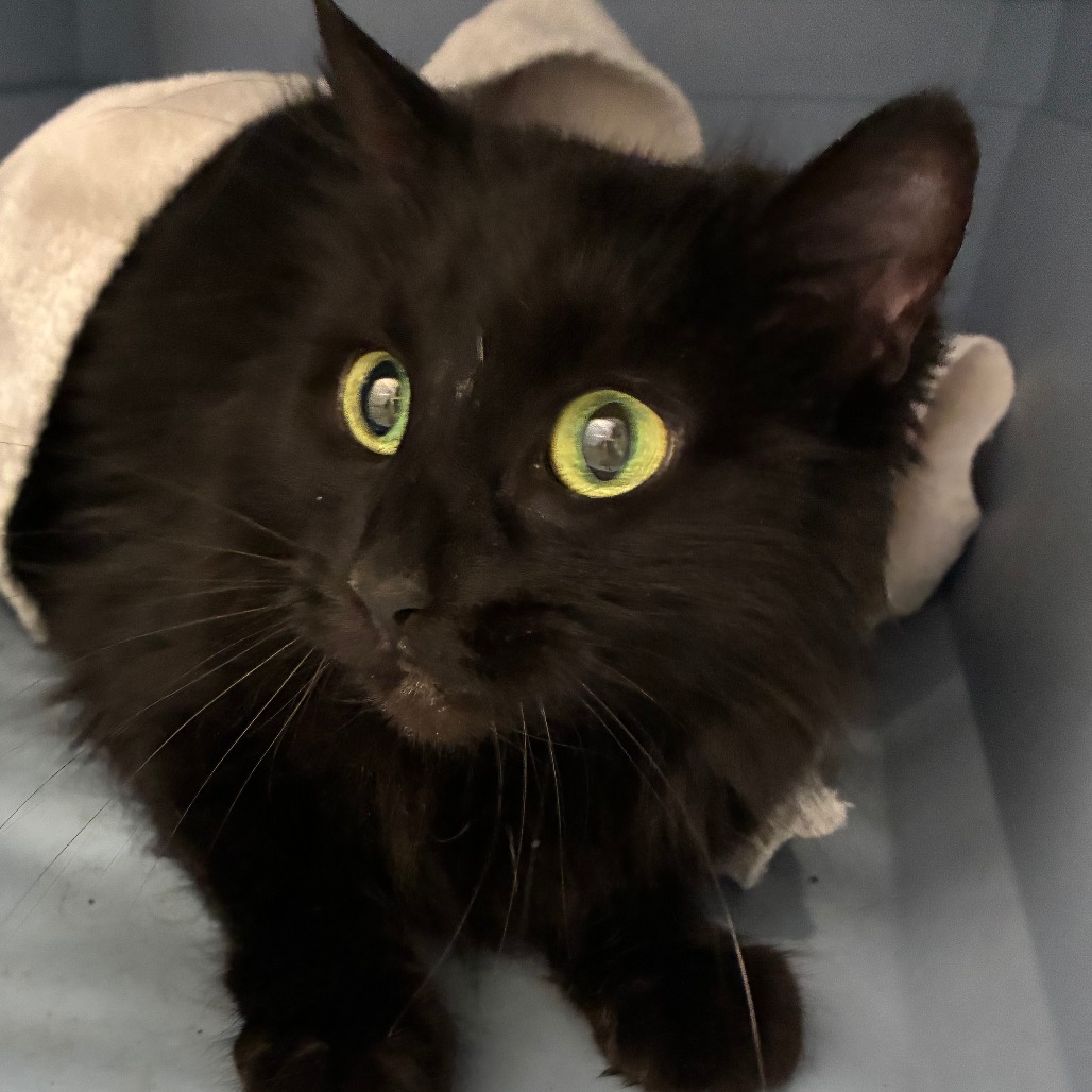 Shelter Stray Female Cat last seen , 1013 Garfield St, Oak Park, IL 60304, USA